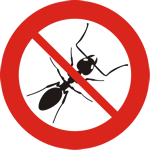 Ants
